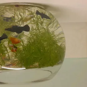 Рыбки с аквариумум