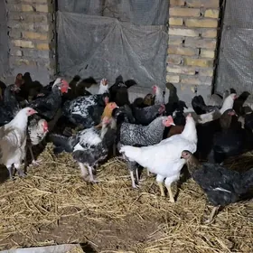 Gigant towuk horazlar