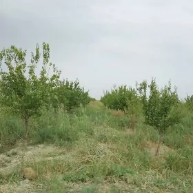 ekerankcylyk.64363744