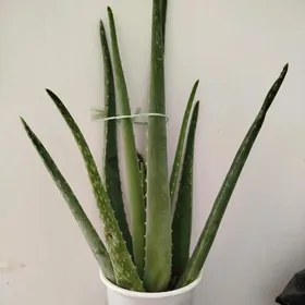 сингониумы потосы алое