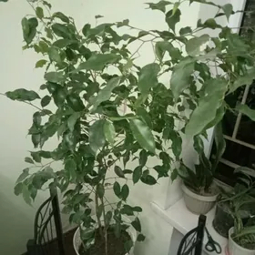 Фикус бенджамин