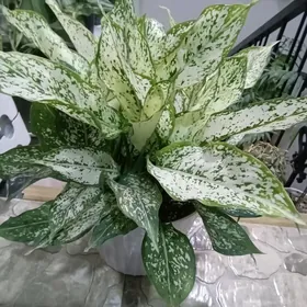 Аглаонема Даймонд