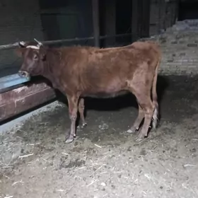 Бурлат унажын