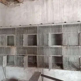 towşan  ketek бедене кетек