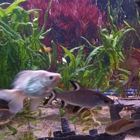 Сом Буноцефал (Фишера)