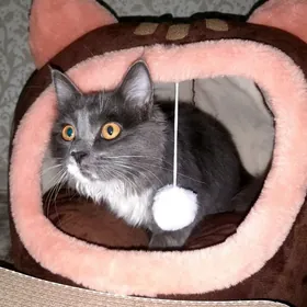 Норвежская лесная кошка