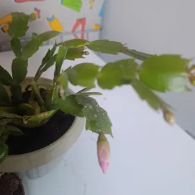 Декабриств