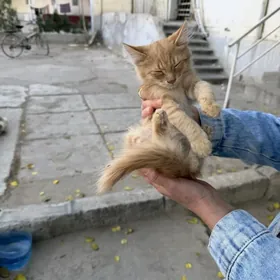 котенок рыжий