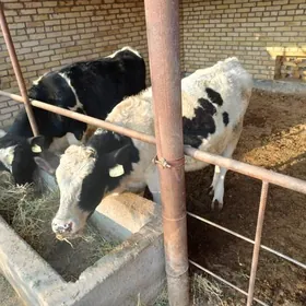 German okuzlerGerman okuzler