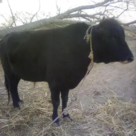 бакылы окуз