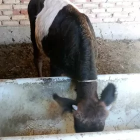 Tohum Öküz Gibrit 9 aýlyk