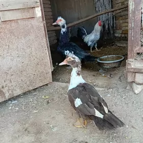 2st indautga 1horaz 4 tawuk