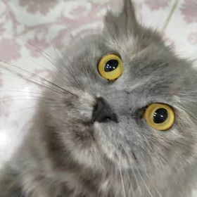 Отдам кошечку в добрые руки