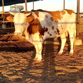 Simental höwür öküz