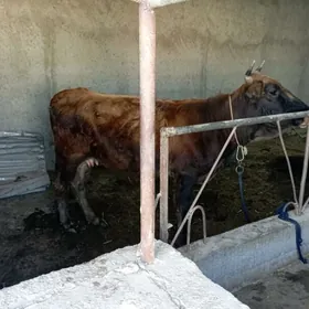 1 guzlan gysyr Sygyr