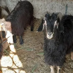 çewiş tokly goýun