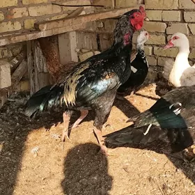 айсов хораз