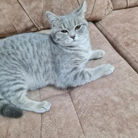 şatlanskaya pryamouşka