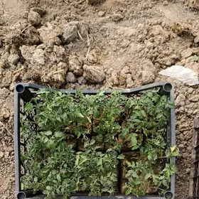 Pomidor   Stil wazira