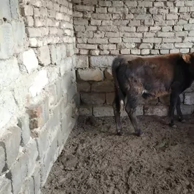 OKŪZ DALGYR TOHIM MAL