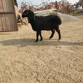 уграчы гоюн