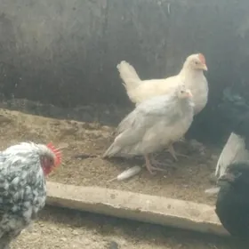 towuk juje sizarka juje bar