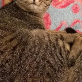 скотиш-страйд табби девочка