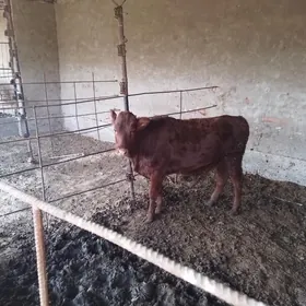 Bakylan gulajyn gole