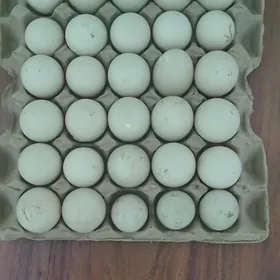 ИНДИВУТКА ОРДЕК