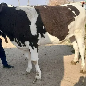 Golishdeyin arginal tuwe