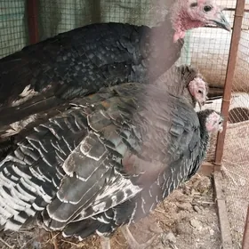 induk yagdaylary gaty gowy