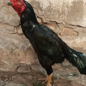 бойцовский петух