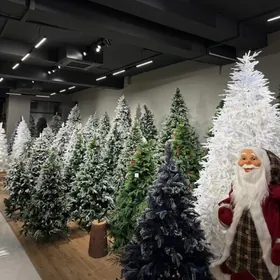 YOLKA ARÇA ЕЛКА