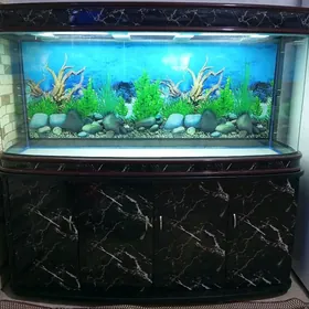 Akwarium аквариум