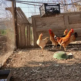 satlyk horaz ýaşajyk