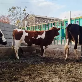 gyzyl ala sygyr okuz