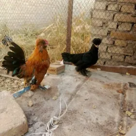 karlik 1parsi yllaşyk bar