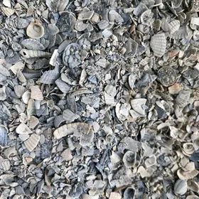 Balykgulak deñiz, Ракушка морс