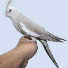 попугаи карэллы