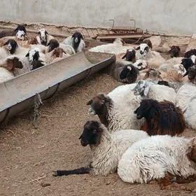 токлылар семиз