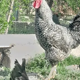 Gigant horaz towuklar