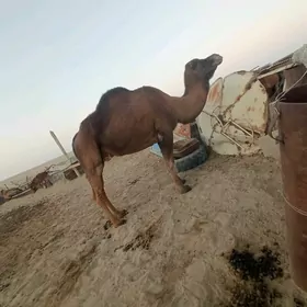 Kaderi duye bakyda duran