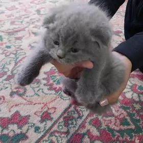 веслоухие породистые котята