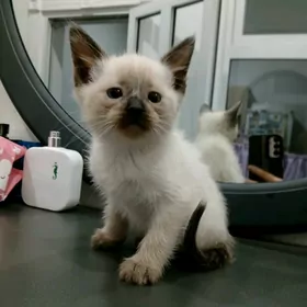 сиамский котёнок