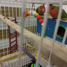 неразлучники + клетка