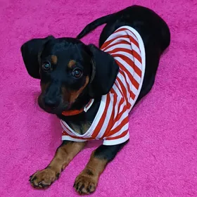 вещи для собак/кошек