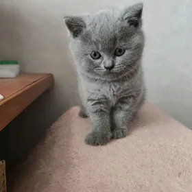 Котята породистые.