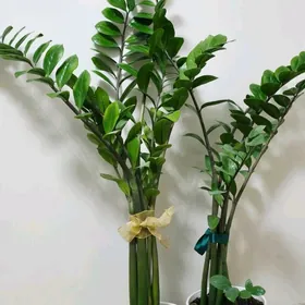 Замиокулькас-Долларовое дерево