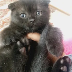 шотландский котёнок