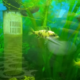 мальки Африканских цихлид